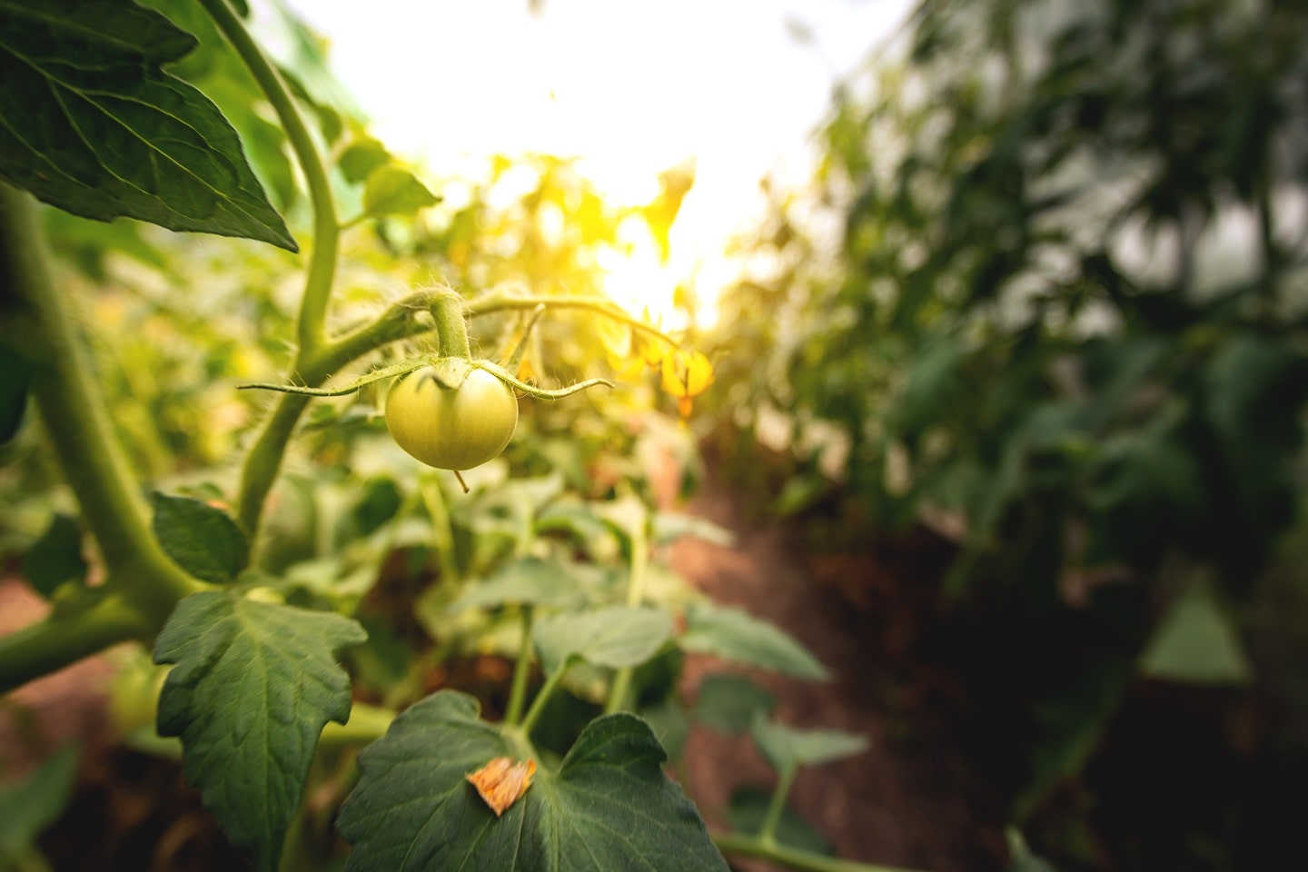 Plano Safra, agronegócio, práticas mais sustentáveis