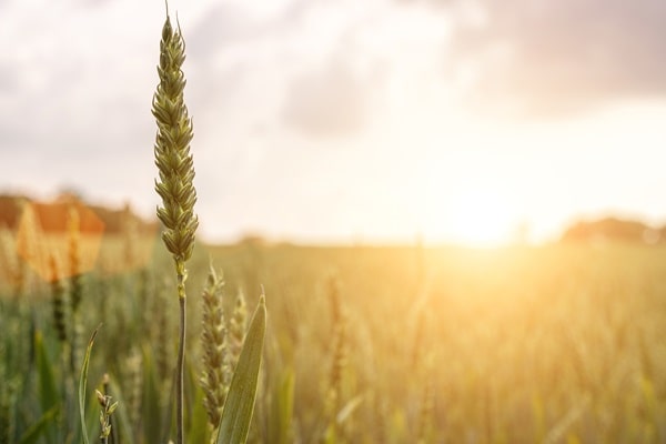 Recuperação de pastagens, práticas sustentáveis, agronegócio, Plano Safra