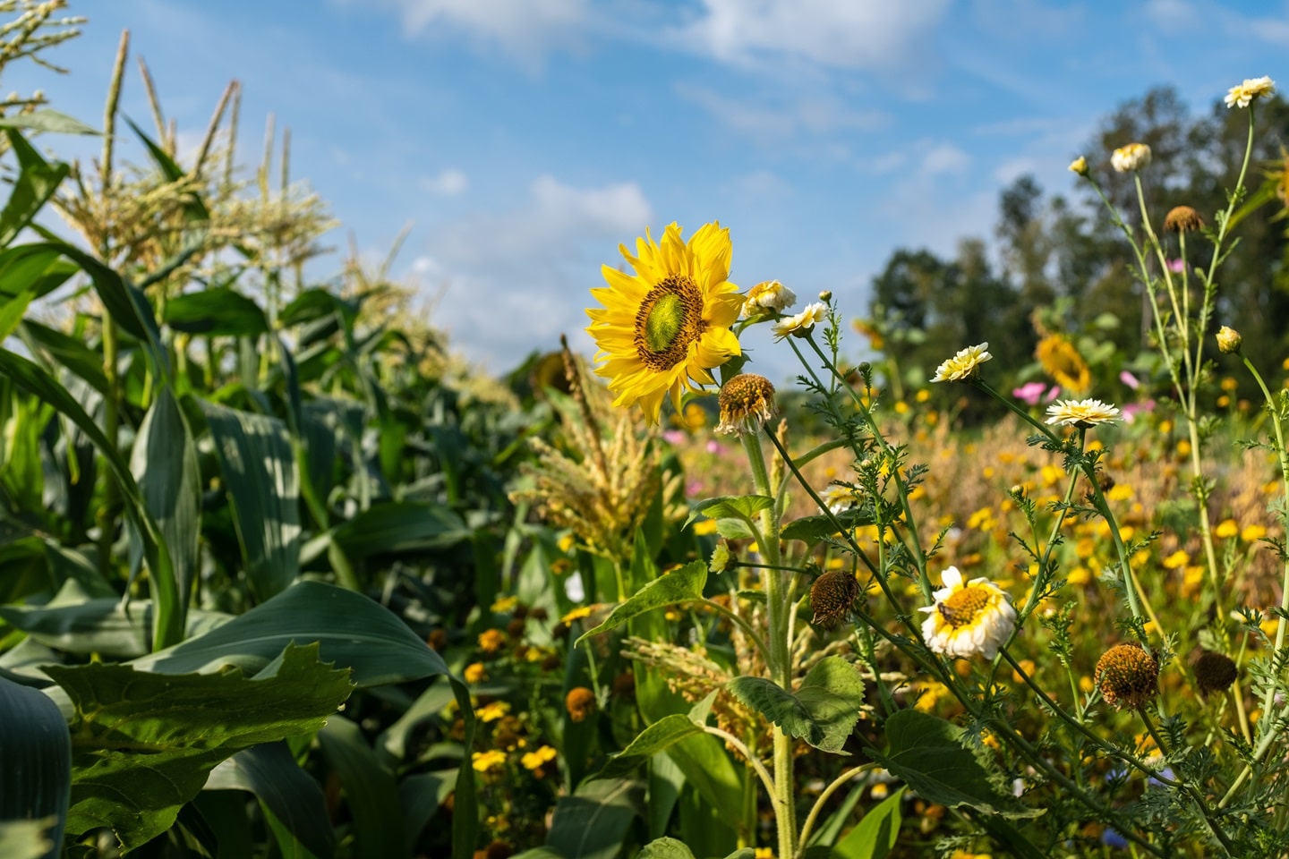 Agroecologia e descarbonização