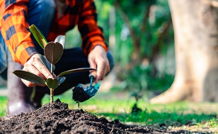 Florestação, formas de reduzir emissões de GEE com projetos de carbono